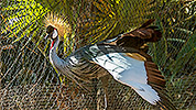 559: 725890-grey-crowned-crane-Suedafrika-Kronenkranich.jpg
