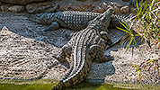 560: 725895-crocodile-in-Oasis-Park.jpg