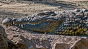 561: 725896-crocodile-in-Oasis-Park.jpg