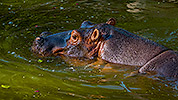 575: 725923-hippo-Nilpferd-Oasis-Park.jpg