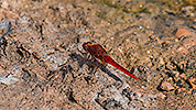 613: 726045-red-canarian-dragonfly.jpg