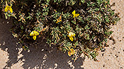 643: 726156-desert-plant-with-blossums.jpg