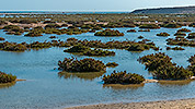 673: 726232-tiny-plant-islands-in-shallow-water.jpg