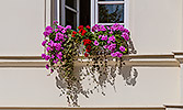 53: 728002-Fenster-mit-Blumen-in-Bad-Doberan.jpg