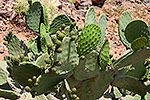 64: 036639-Ohren-Kaktus.jpg