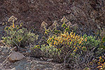 114: 036699-Gebirgspflanzen-Gran-Canaria.jpg
