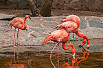 270: 037034-Flamingos-Palmitos-Park.jpg