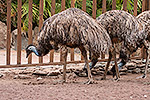 271: 037035-Emus-Palmitos-Park-Gran-Canaria.jpg