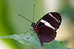 12: 031151-Schmetterling-schwarz-weiss-rot.jpg