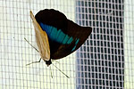 32: 031200-Schmetterling-schwarz-blau.jpg