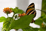 43: 03f0145-Schmetterling-orange-schwarz-von-Faye.jpg