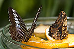 54: 03f0172-Schmetterling-braun-weiss-von-Faye.jpg