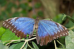 56: 03f0183-Schmetterling-alt-blau-von-Faye.jpg