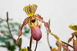 61: 03f0191-Orchidee-von-Faye.jpg