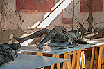 1313: 714269-Pompei-Opfer-der-Vesuveruption.jpg