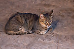 1397: 714419-sitting-cat-in-Positano.jpg