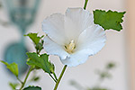 1412: 714471-white-hibiscus.jpg