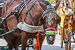 1498: 714658-Pisa-horse-drawn-carriage.jpg