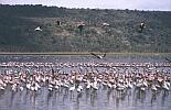 120: k5.14.Flamingos.jpg