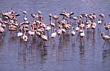 122: k5.18a.FlamingosRote.jpg