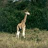 126: k5.32a.GiraffeVorWald.jpg
