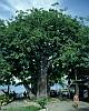 131: k5.65.BaobabOfBaobab.jpg