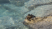 23: 913405-crab-on-stone-at-waterline.jpg