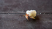 35: 914789-tiny-hermit-crab.jpg