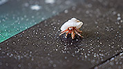 36: 914792-tiny-hermit-crab.jpg