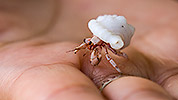37: 914817-tiny-hermit-crab.jpg