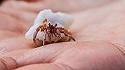 38: 914822-tiny-hermit-crab.jpg