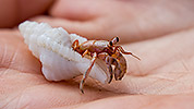 39: 914823-tiny-hermit-crab.jpg