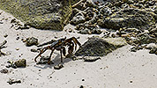 41: 914983-crab-at-beach.jpg