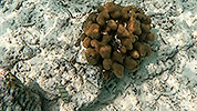 57: GOPR0243-fish-in-coral.jpg
