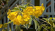 53: 912421-yellow-flowers.jpg