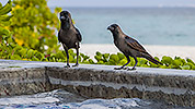 56: 912444-house-crows-at-the-swimming-pool.jpg