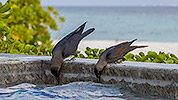 57: 912447-house-crows-at-the-swimming-pool.jpg