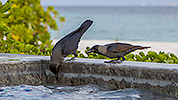58: 912449-house-crows-at-the-swimming-pool.jpg