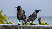 62: 912458-house-crows-at-the-swimming-pool.jpg