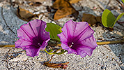 68: 912645-pink-beach-flowers.jpg