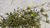 80: 912790-yellow-beach-flower.jpg