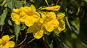 83: 912795-yellow-flowers.jpg