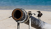 89: 913194-the-sand-pump-and-the-raven.jpg