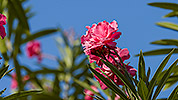 92: 913302-pink-flowers.jpg