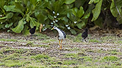 118: 913485-white-breasted-waterhen-with-2-chicks.jpg