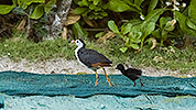 129: 913523-white-breasted-waterhen-with-chick.jpg