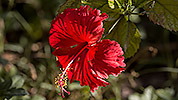 147: 913589-red-hibiscus.jpg