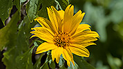 153: 913711-yellow-flower.jpg