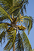159: 913748-coconut-palm.jpg