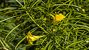 161: 913751-yellow-flowers.jpg